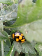 Harmonia axyridis