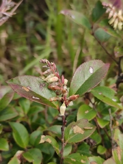 Vaccinium bracteatum