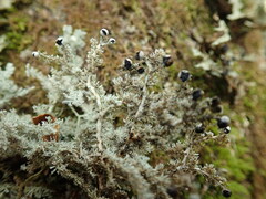 Sphaerophorus stereocauloides