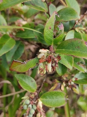 Vaccinium bracteatum