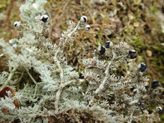 Sphaerophorus stereocauloides