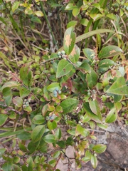 Vaccinium bracteatum
