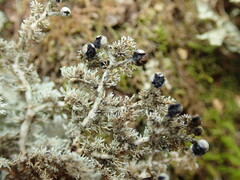 Sphaerophorus stereocauloides