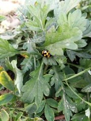 Harmonia axyridis