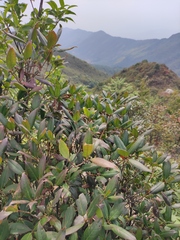 Rhododendron latoucheae
