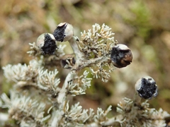 Sphaerophorus stereocauloides
