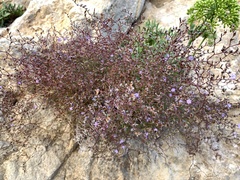 Limonium narbonense