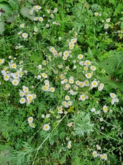 Erigeron annuus