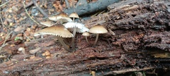 Mycena mulawaestris