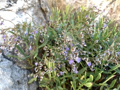 Limonium narbonense