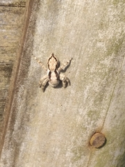 Menemerus bivittatus