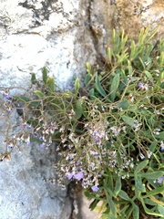 Limonium narbonense