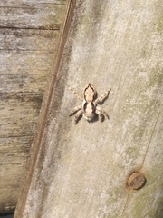 Menemerus bivittatus