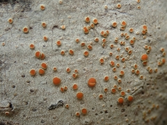 Brigantiaea chrysosticta