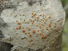 Brigantiaea chrysosticta