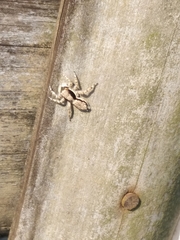 Menemerus bivittatus