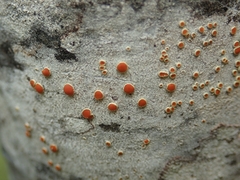 Brigantiaea chrysosticta