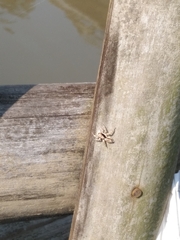 Menemerus bivittatus