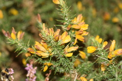 Ulex