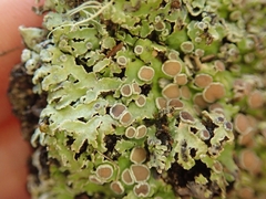 Pannaria pallida