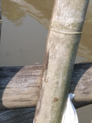 Menemerus bivittatus