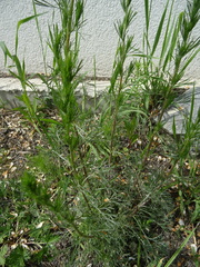 Artemisia marschalliana