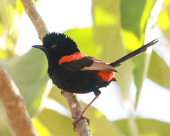 Malurus melanocephalus