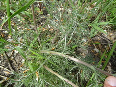 Artemisia marschalliana