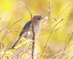 Cisticola exilis