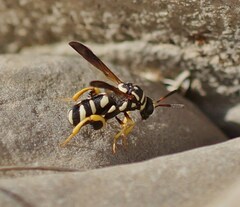 Leucospis gigas