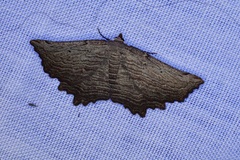 Symphylistis leptocyma
