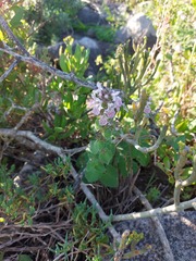 Stachys bolusii