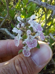 Stachys bolusii