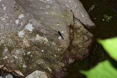 Matrona basilaris