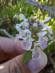 Stachys bolusii