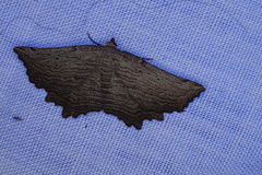 Symphylistis leptocyma