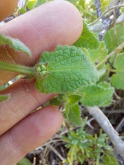 Stachys bolusii