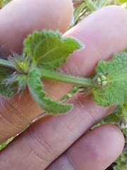 Stachys bolusii