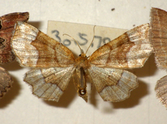 Cepphis advenaria