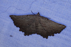 Symphylistis leptocyma