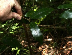 Litsea reticulata