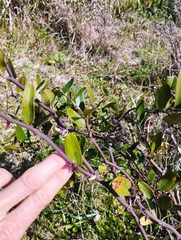 Smilax campestris