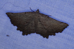 Symphylistis leptocyma