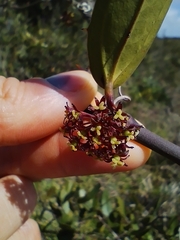 Smilax campestris