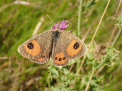 Argyrophenga antipodum