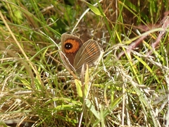 Argyrophenga antipodum