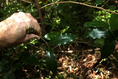 Litsea reticulata