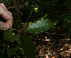Litsea reticulata
