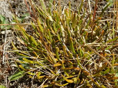 Carmichaelia corrugata