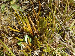 Carmichaelia corrugata